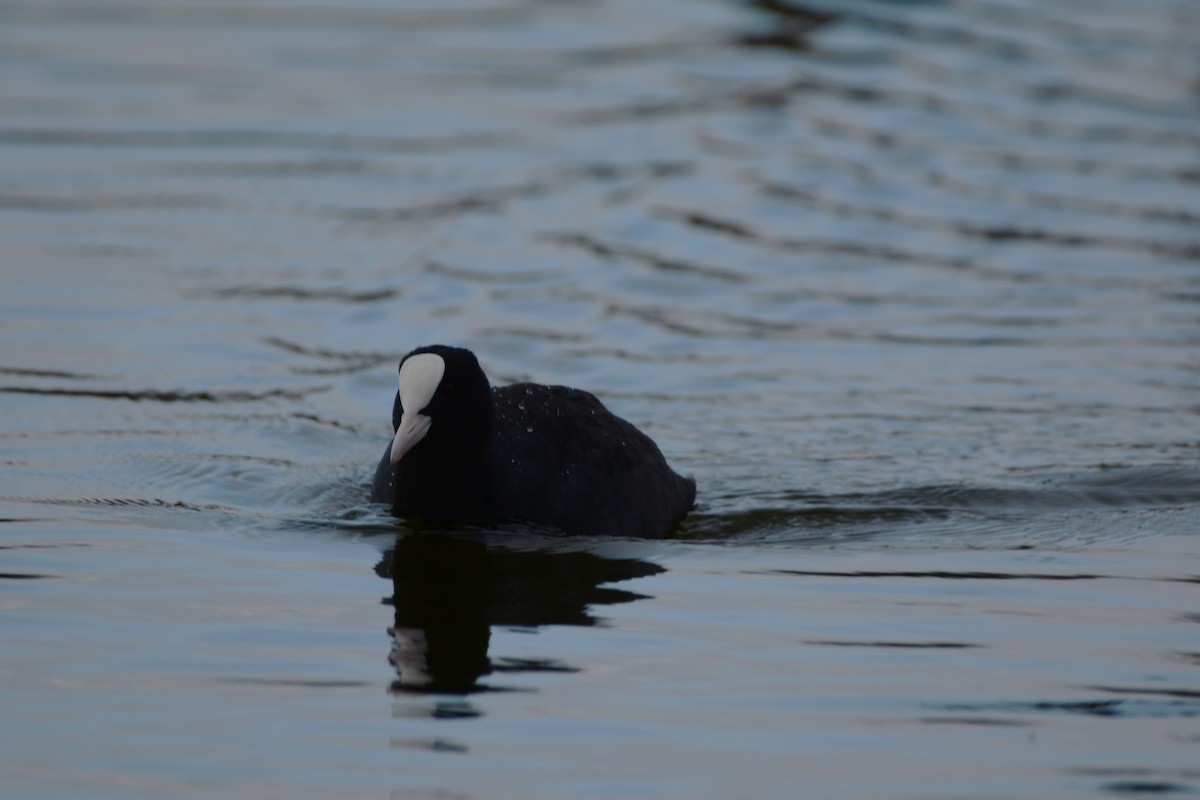 オオバン - ML646906485