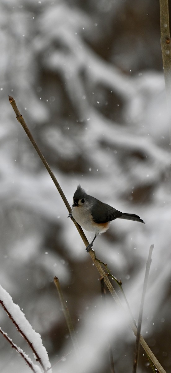Tufted Titmouse - ML646906486