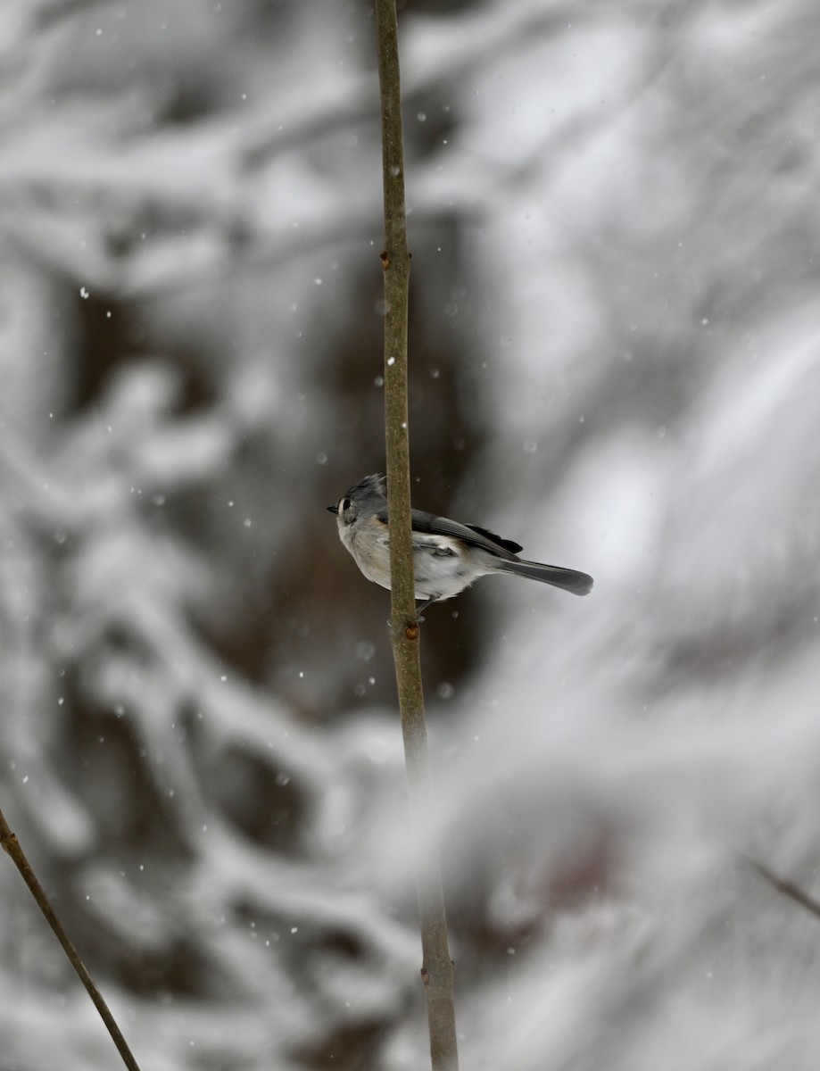 Tufted Titmouse - ML646906487