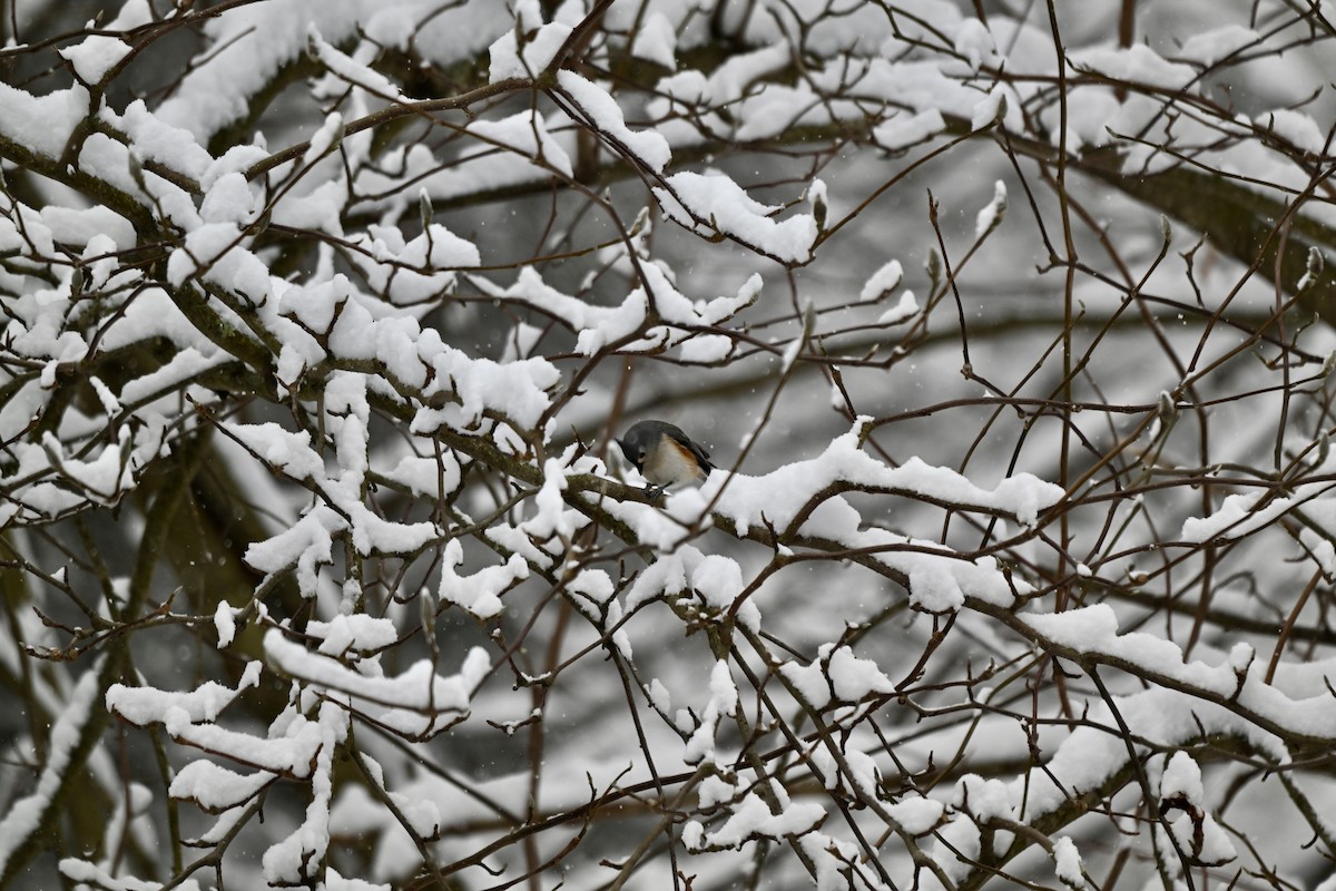 Tufted Titmouse - ML646906488