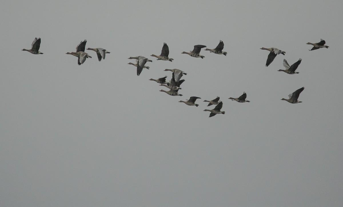 Greater White-fronted Goose - ML646906490