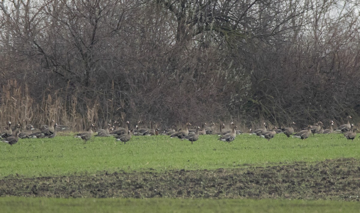 rødhalsgås - ML646906494