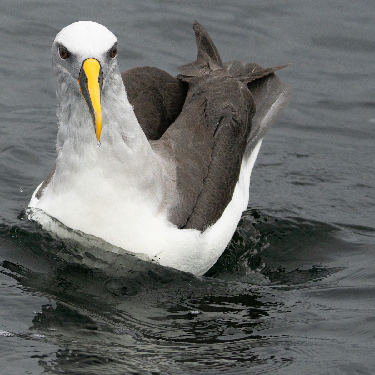 Buller's Albatross - ML646906495