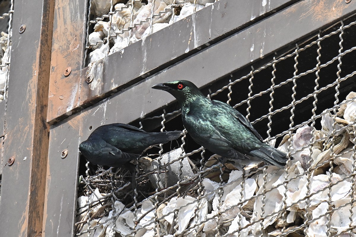 Malay Sığırcığı - ML646906498