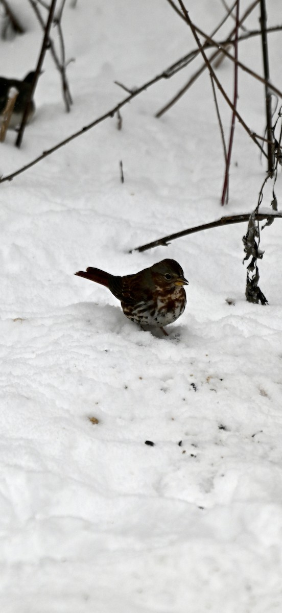 Passerella variabile - ML646906504