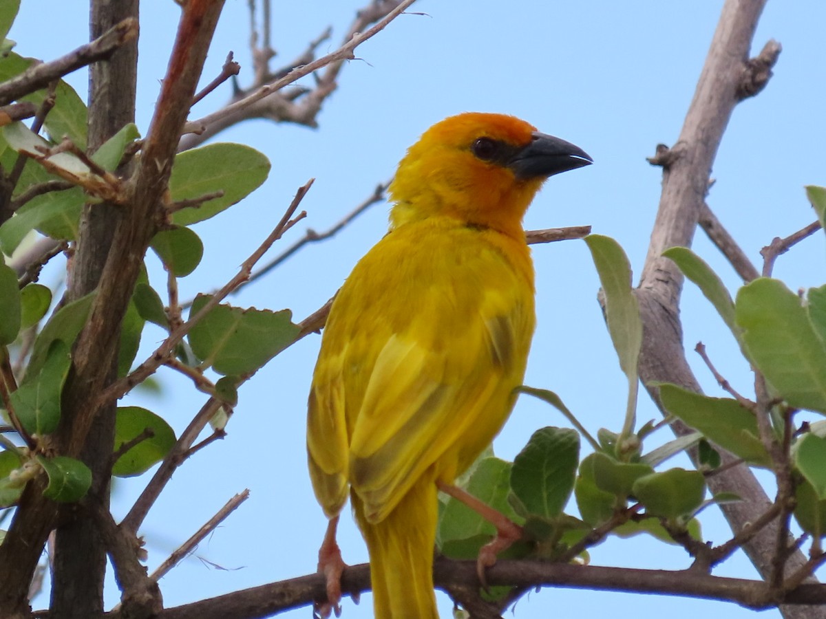 tvillingvever - ML646906508