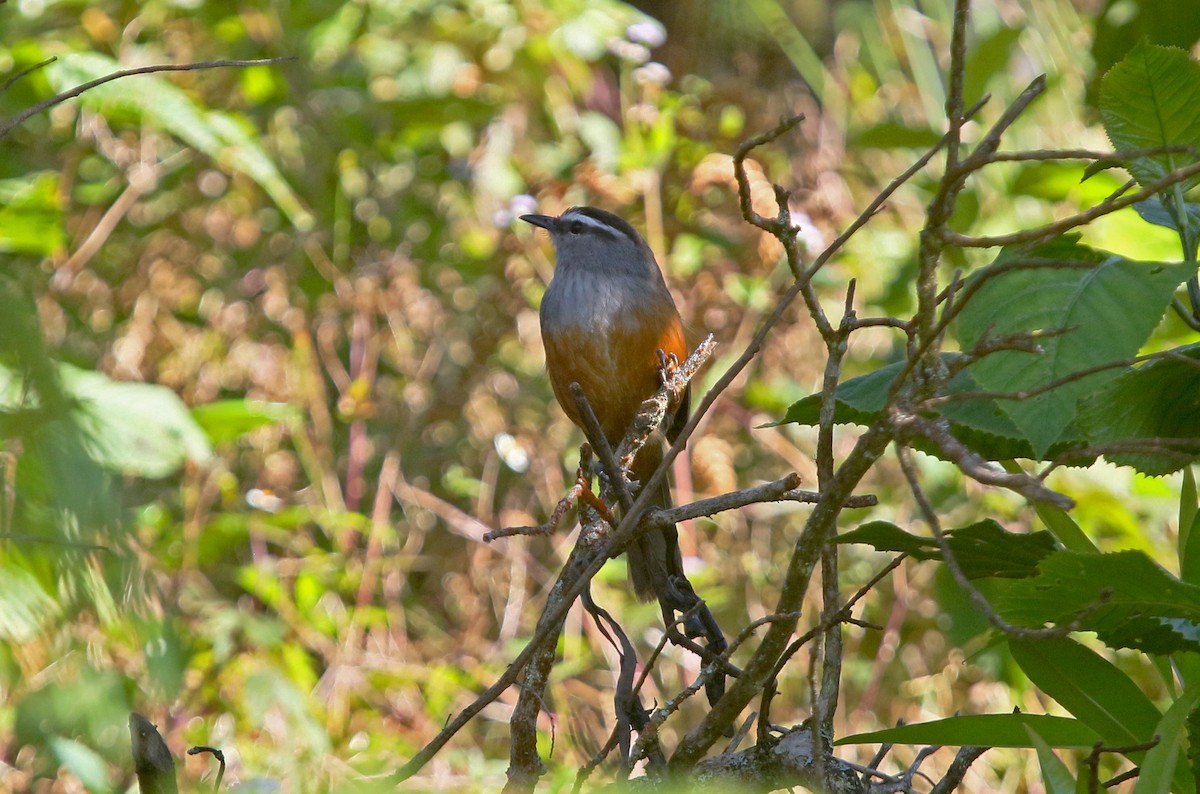 Palani Laughingthrush - ML646906513