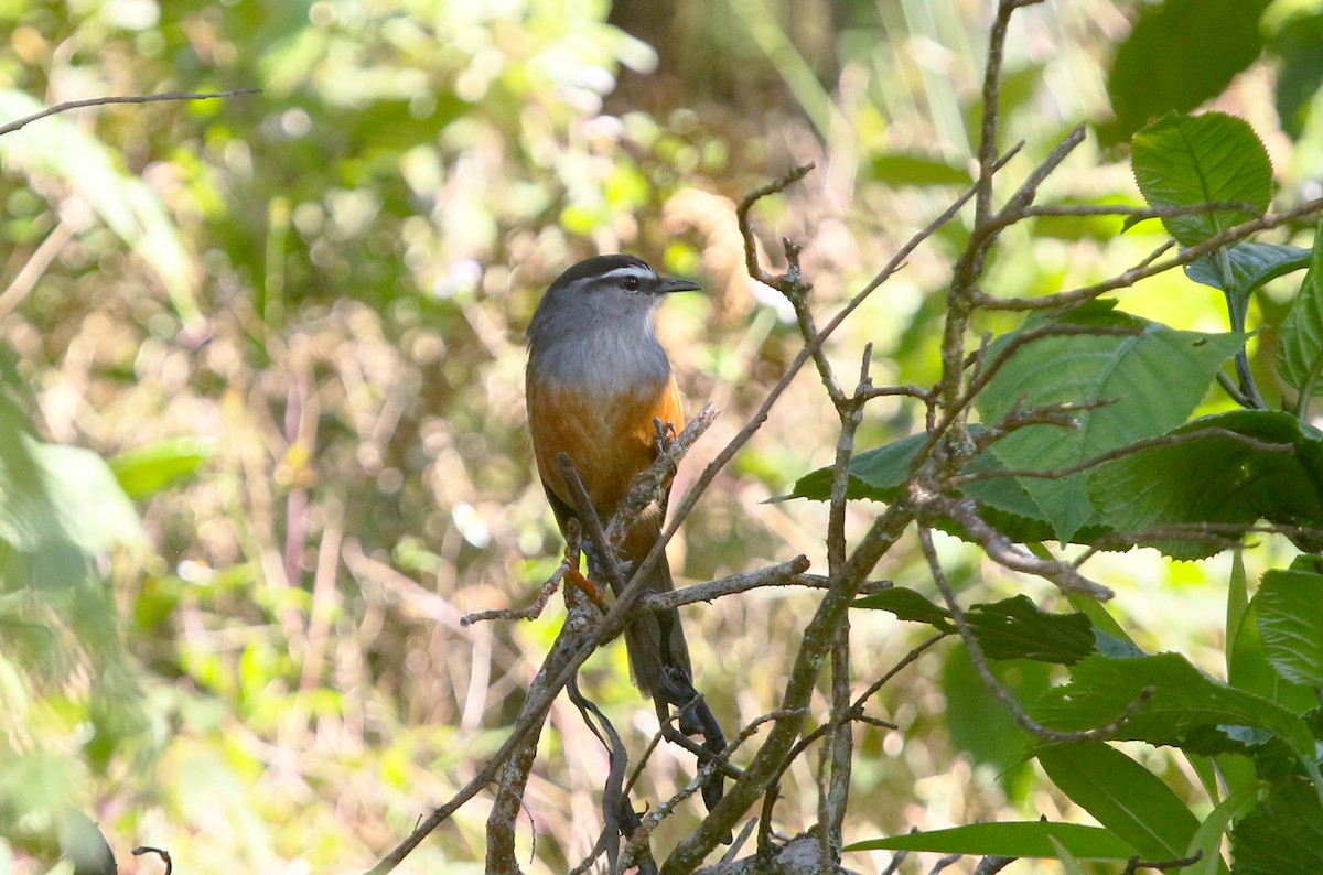 Palani Laughingthrush - ML646906515
