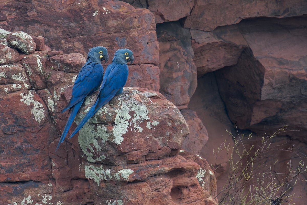 indigoara - ML646906516