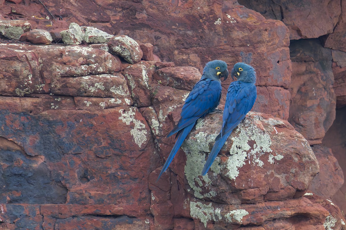 indigoara - ML646906517