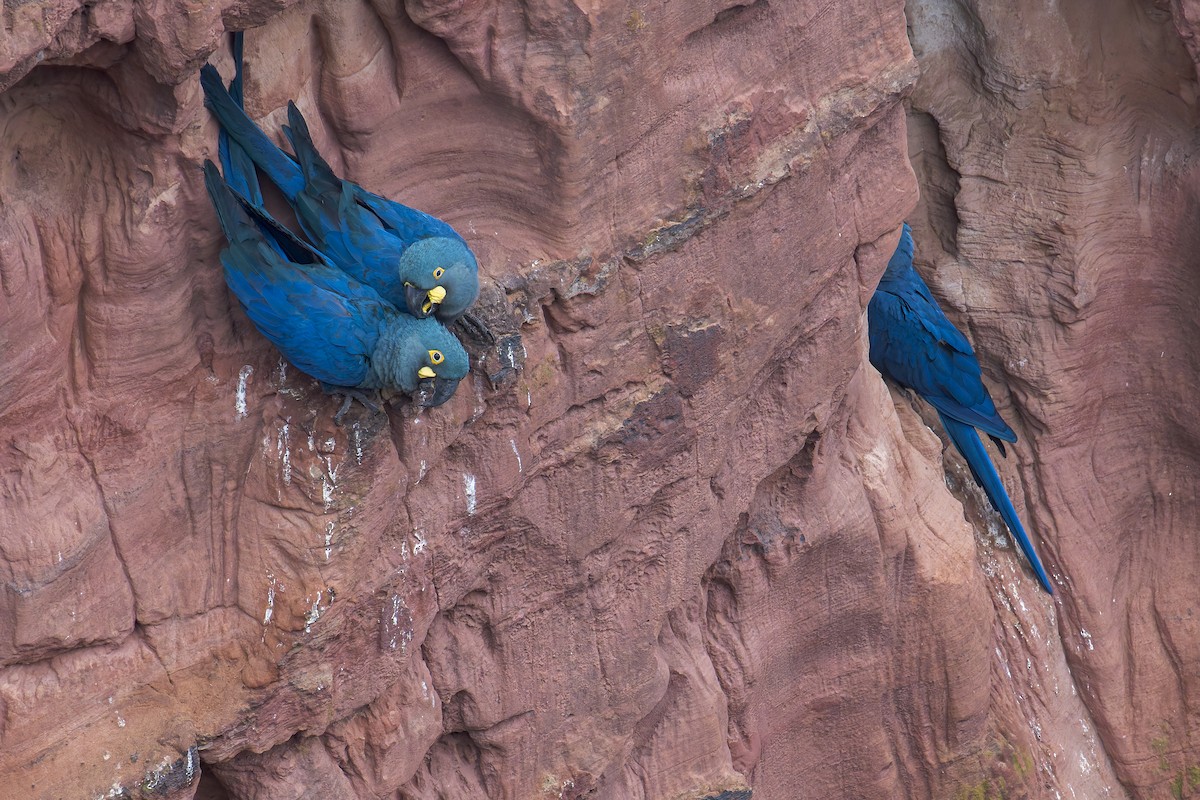 indigoara - ML646906523