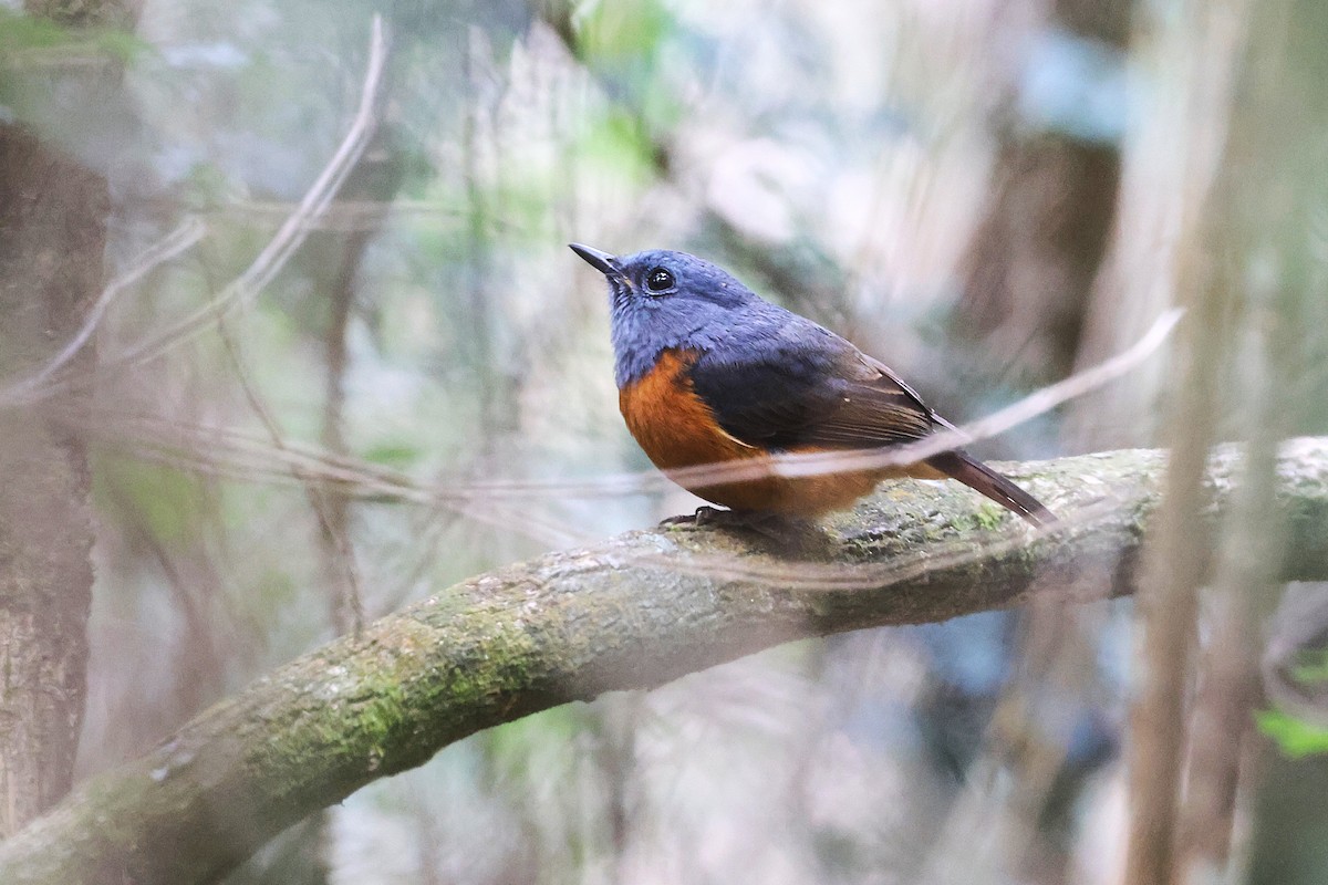 Forest Rock-Thrush (Forest) - ML646906529