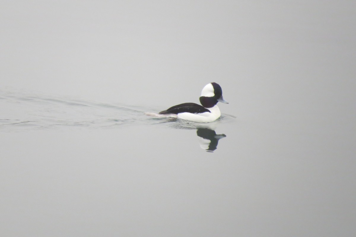 Murgilari buruzuria - ML646906530