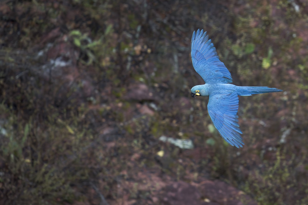 indigoara - ML646906536