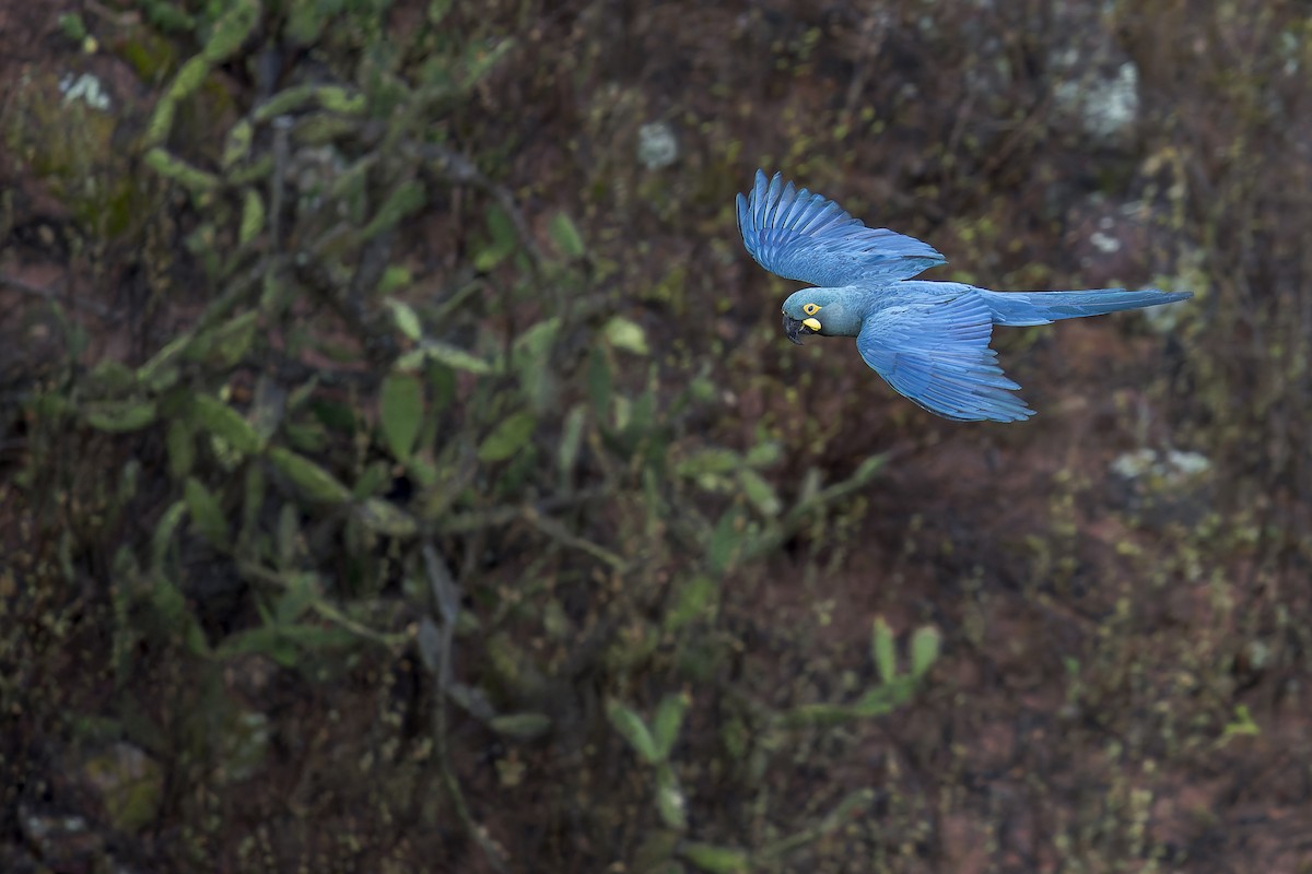 indigoara - ML646906537