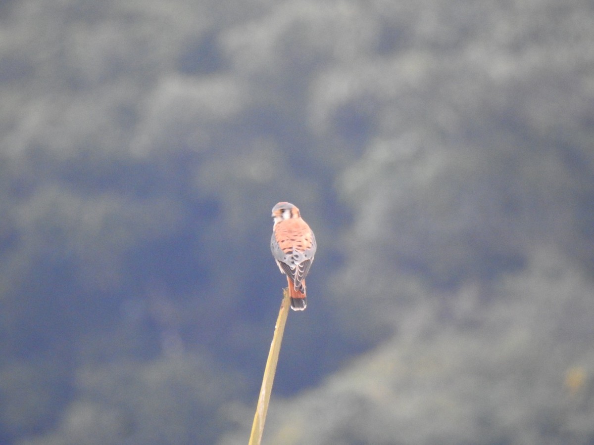 American Kestrel - ML646906538