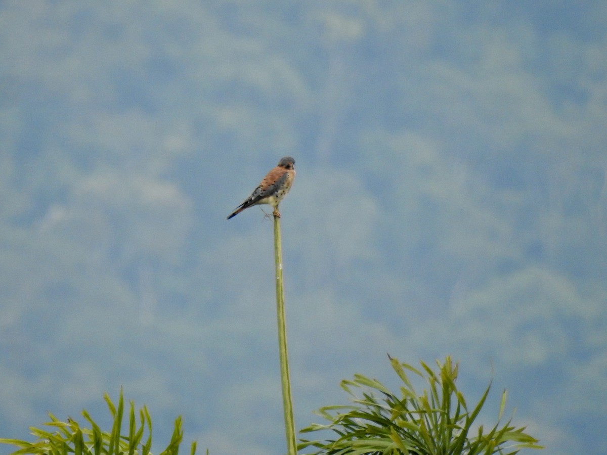 American Kestrel - ML646906539