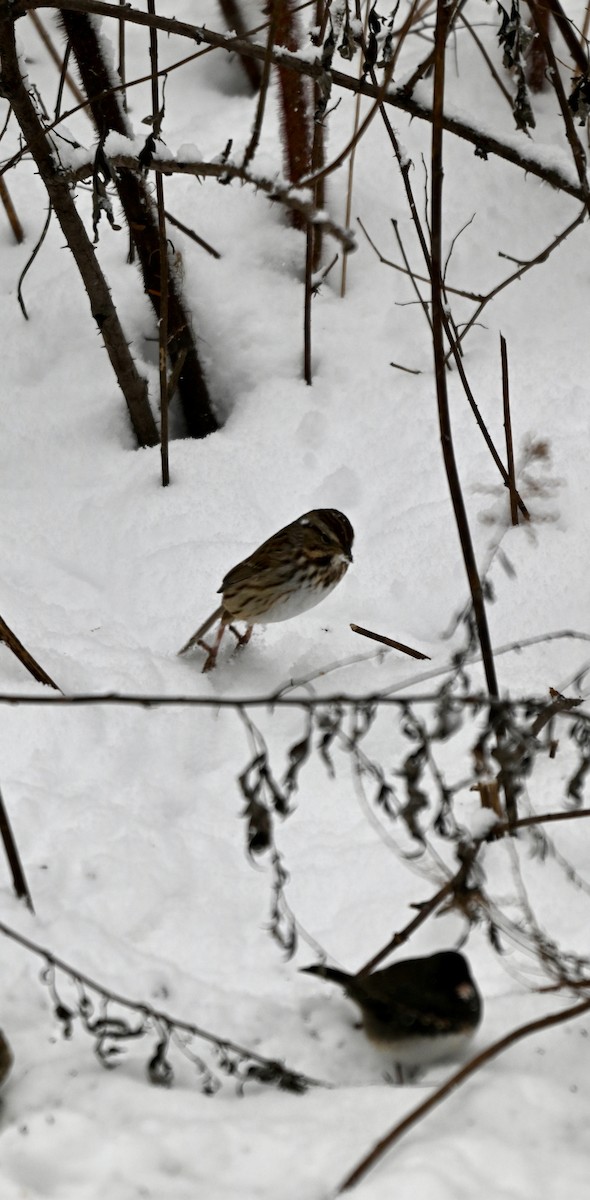 Song Sparrow - ML646906541