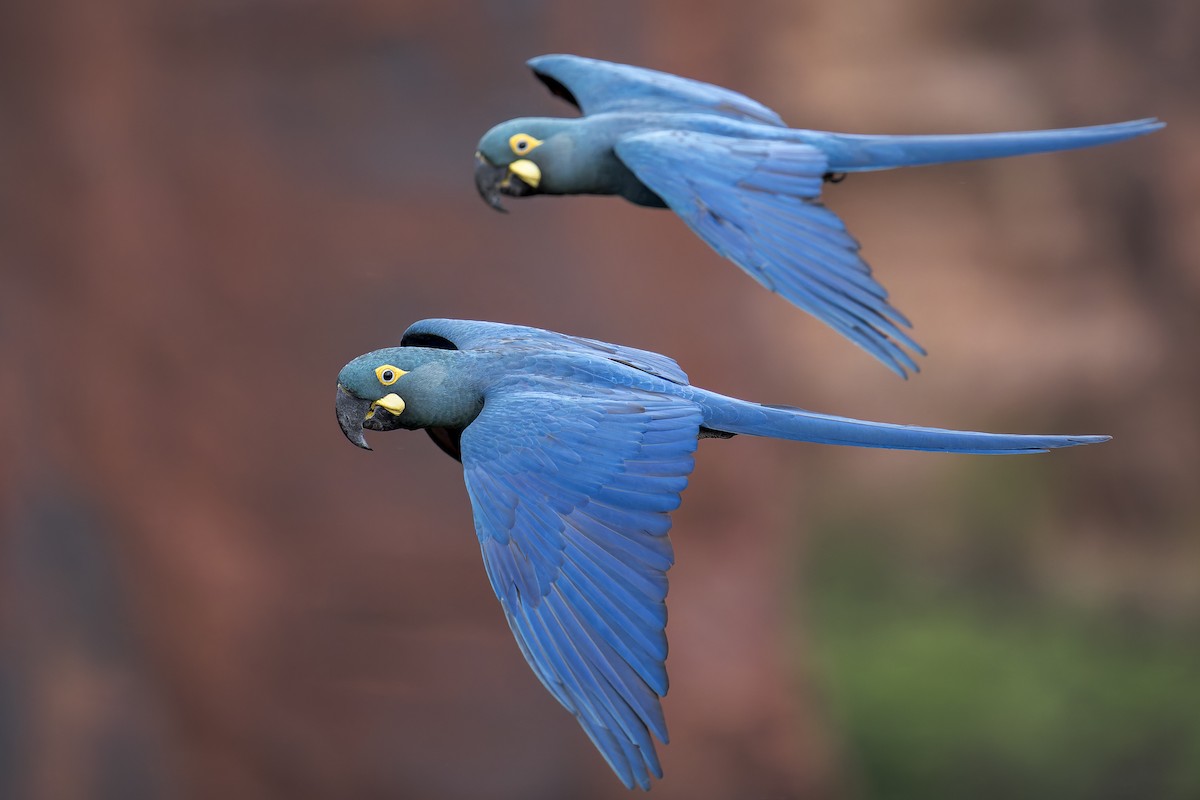 indigoara - ML646906544