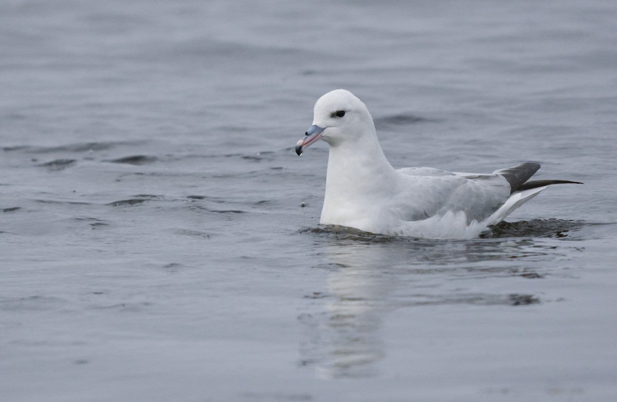 ギンフルマカモメ - ML646906545