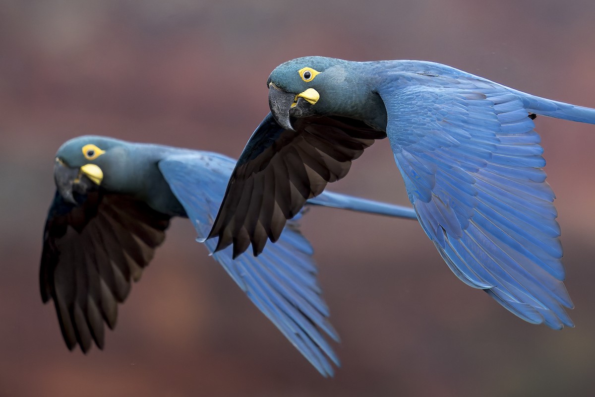 indigoara - ML646906546