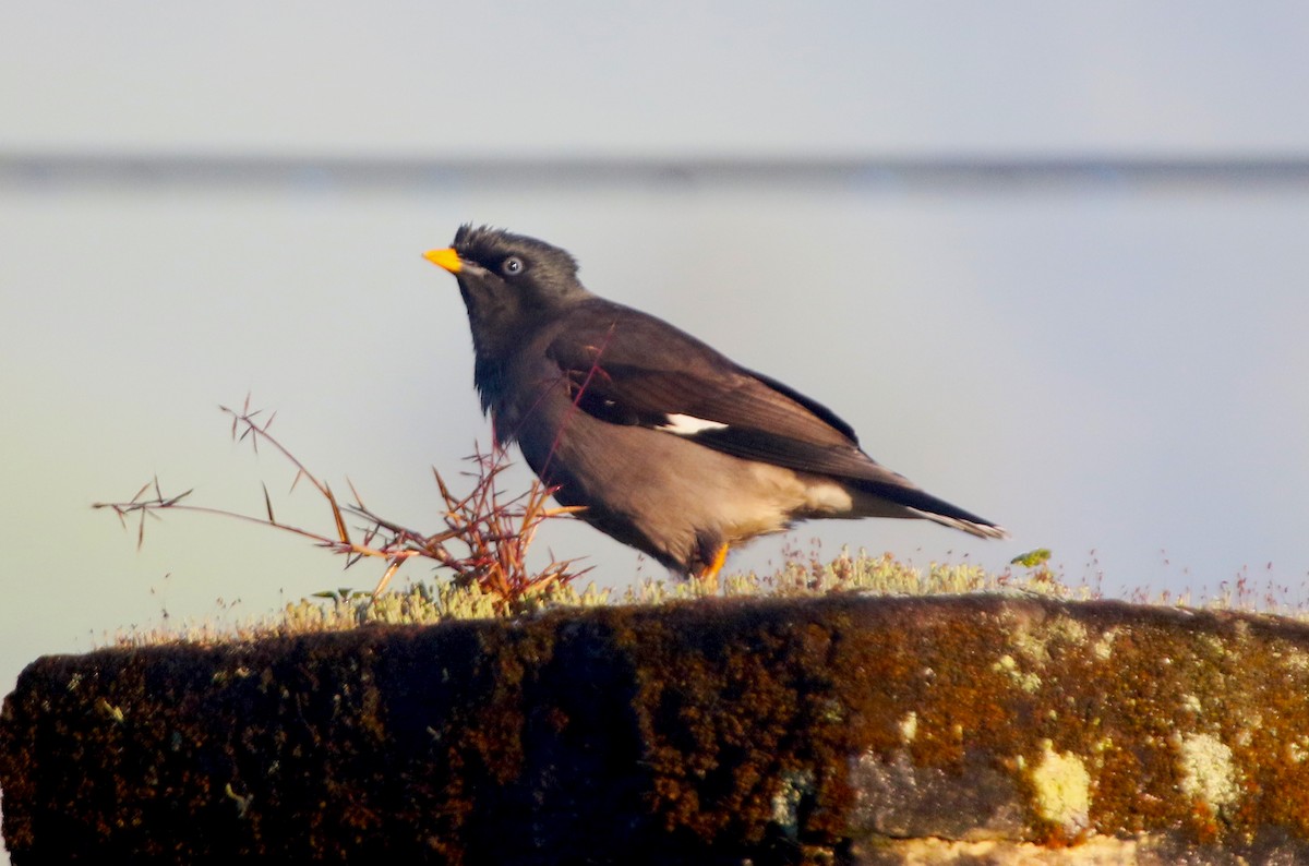 Jungle Myna - ML646906547