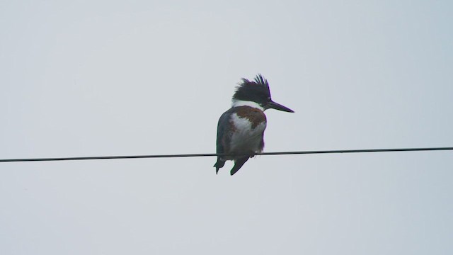 Kuşaklı Yalıçapkını - ML646906548