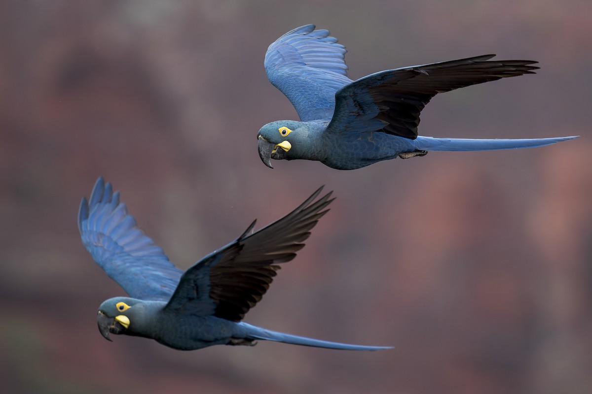 indigoara - ML646906551