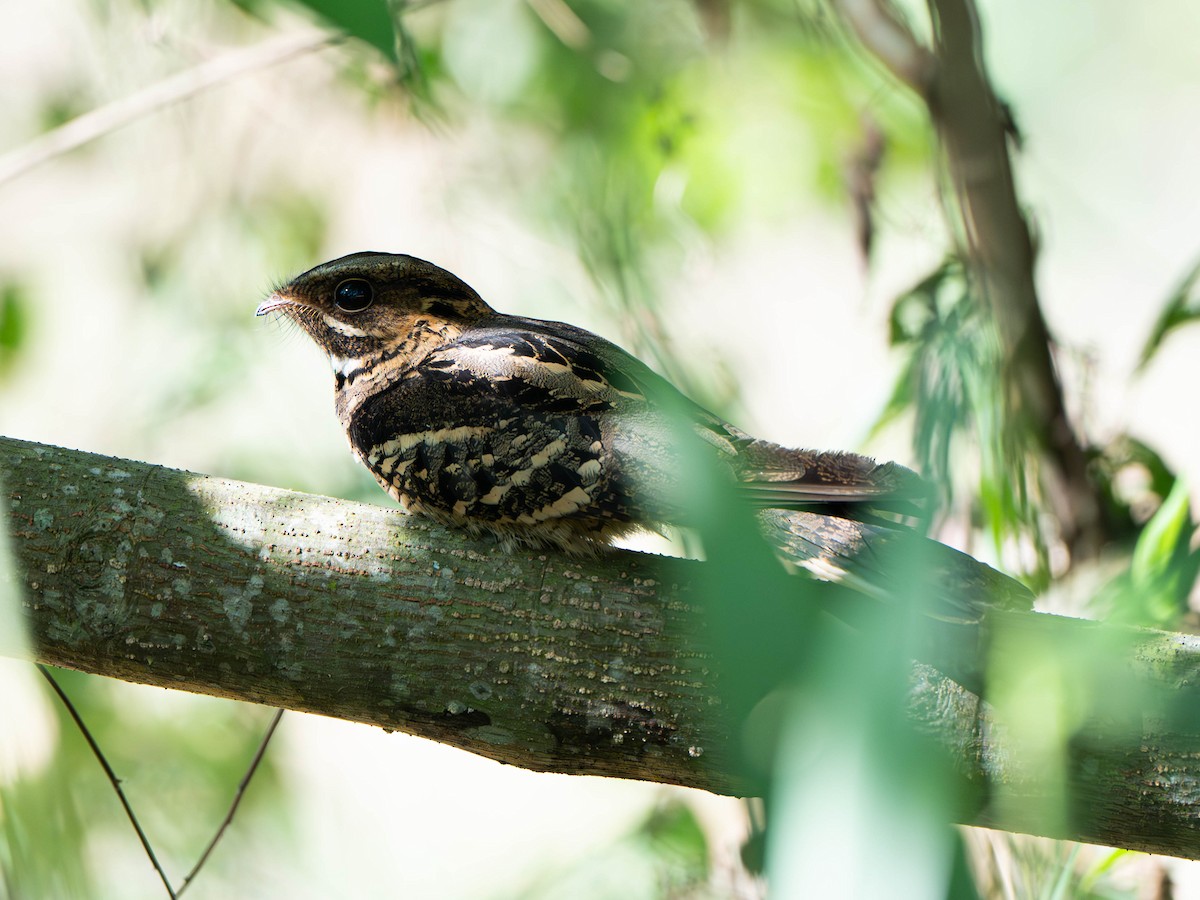 Large-tailed Nightjar - ML646906555