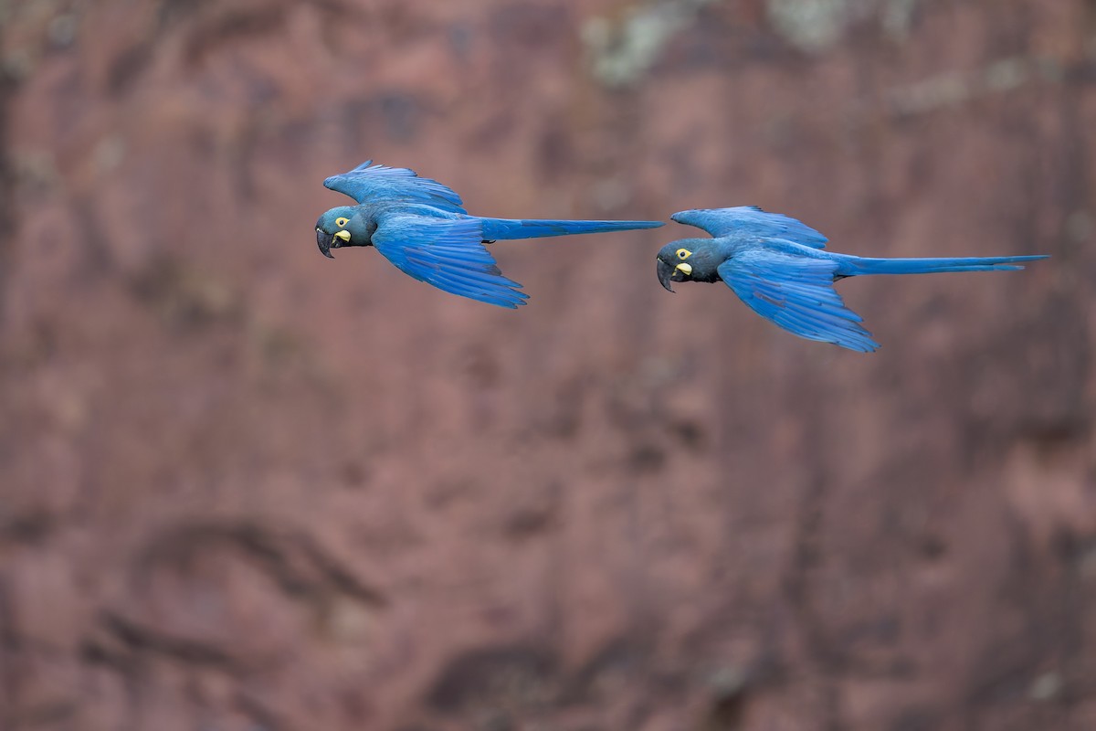 indigoara - ML646906559