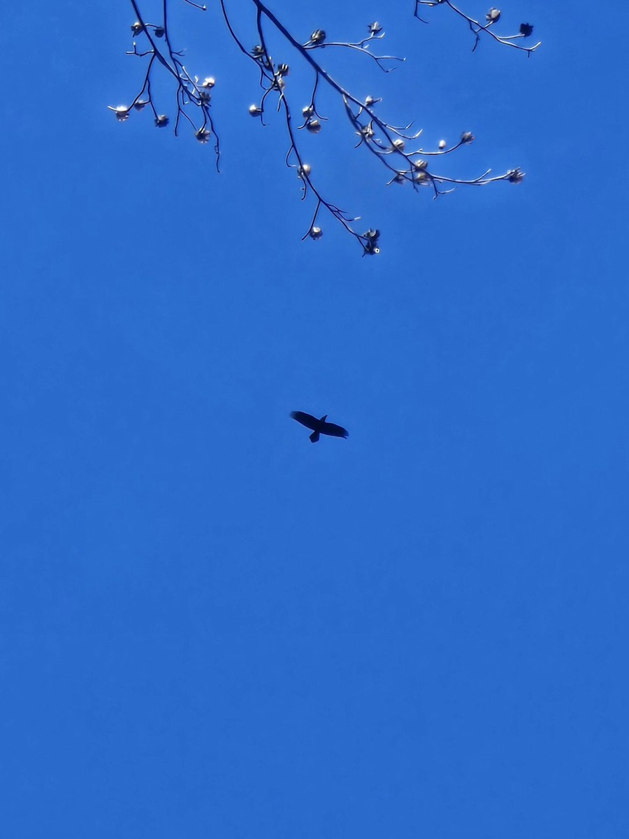 Common Raven - ML646906560