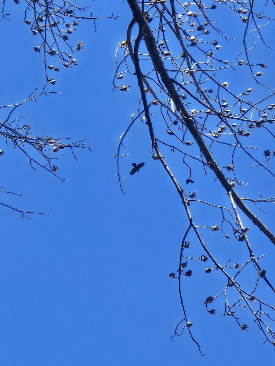 Ворон - ML646906561