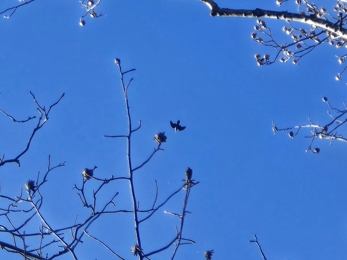 Ворон - ML646906562