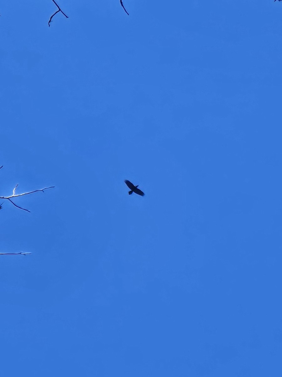 Ворон - ML646906563