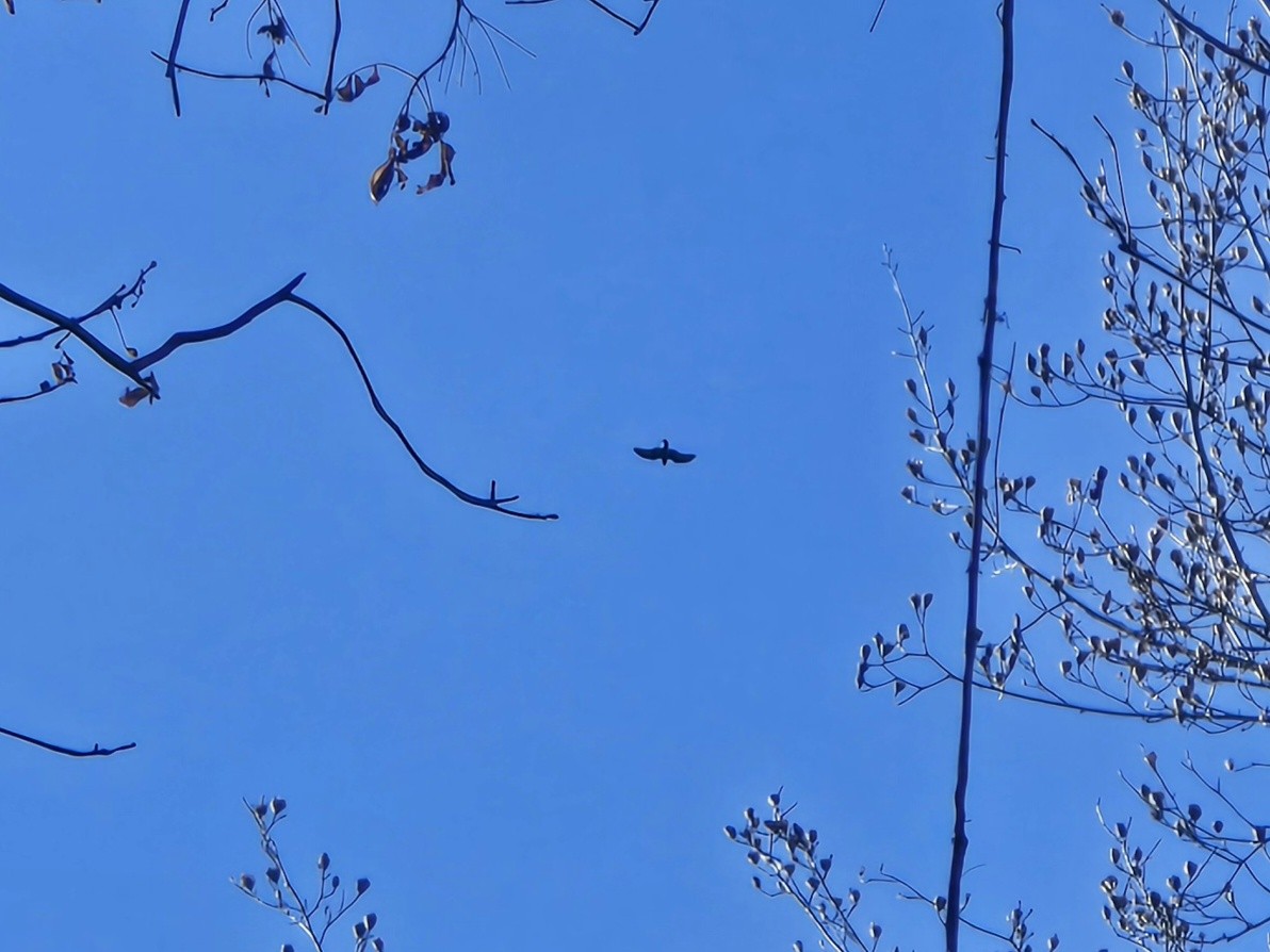 Ворон - ML646906565