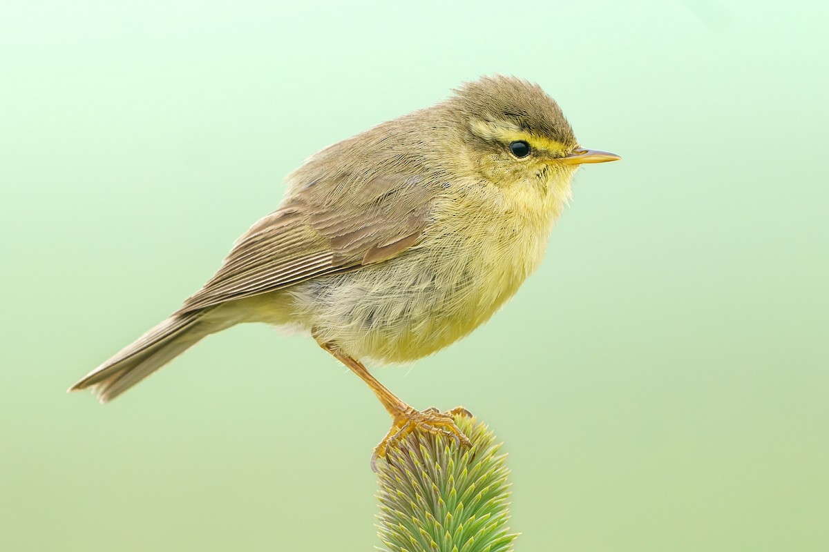 Вівчарик гімалайський (підвид occisinensis) - ML646906567