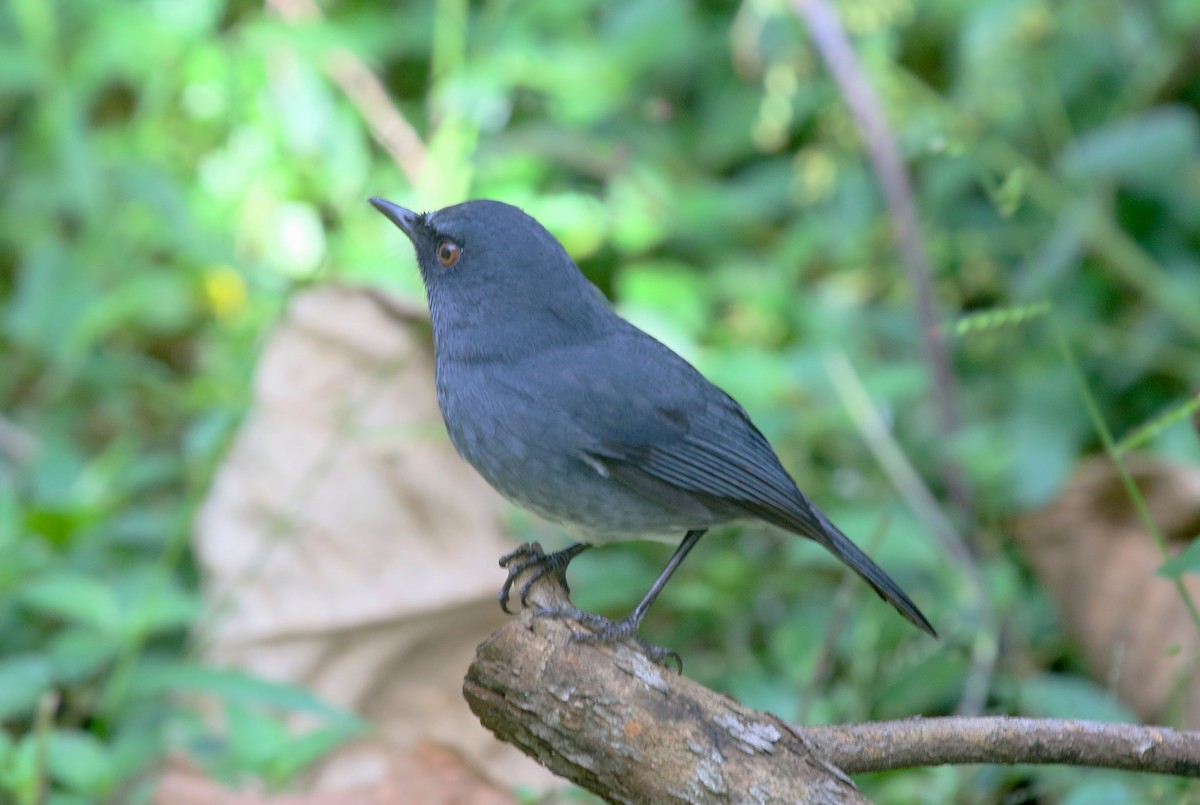 White-bellied Sholakili - ML646906568