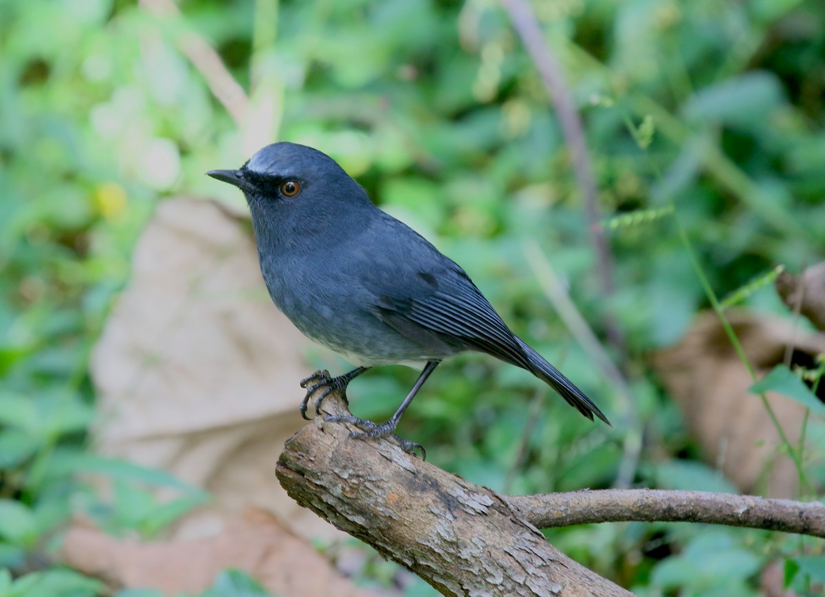 White-bellied Sholakili - ML646906569