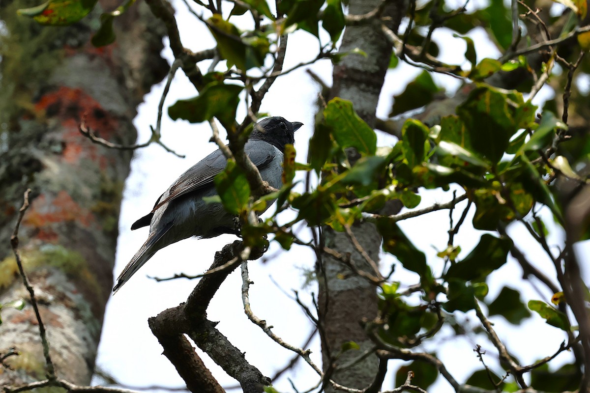 Madagascar Cuckooshrike - ML646906570