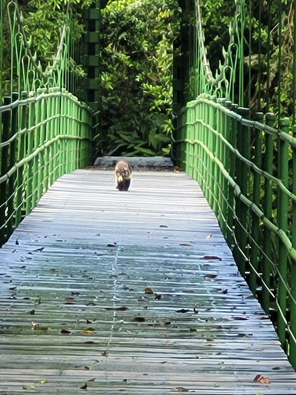 Coatis - ML646906572