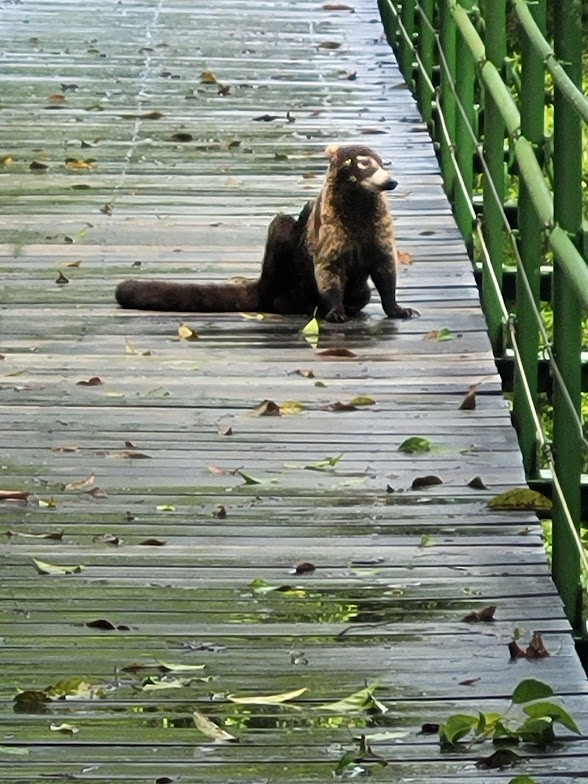 Coatis - ML646906573