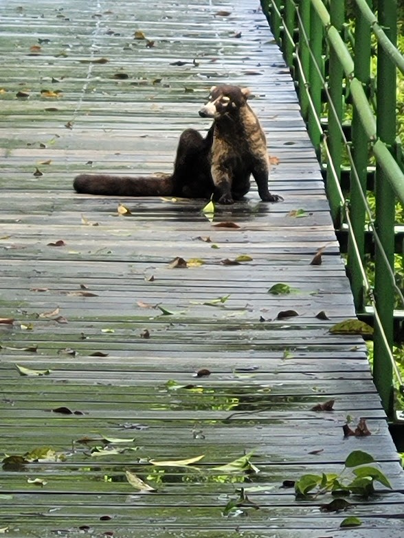 Coatis - ML646906574