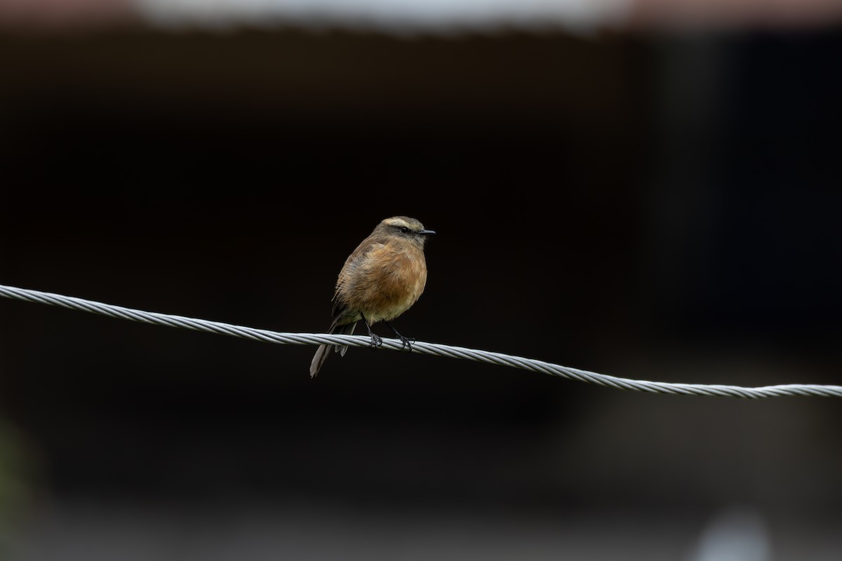 Brown-backed Chat-Tyrant - ML646906575