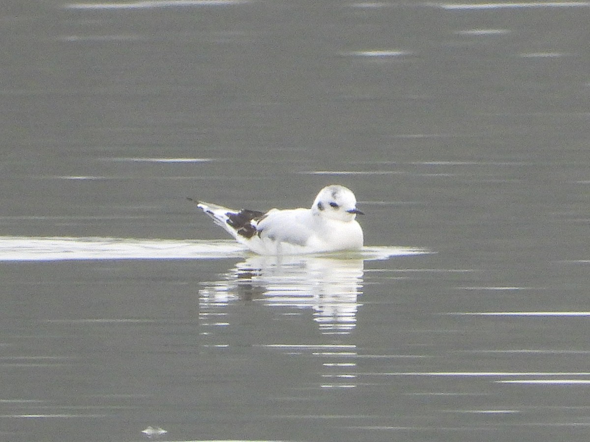 Little Gull - ML646906577