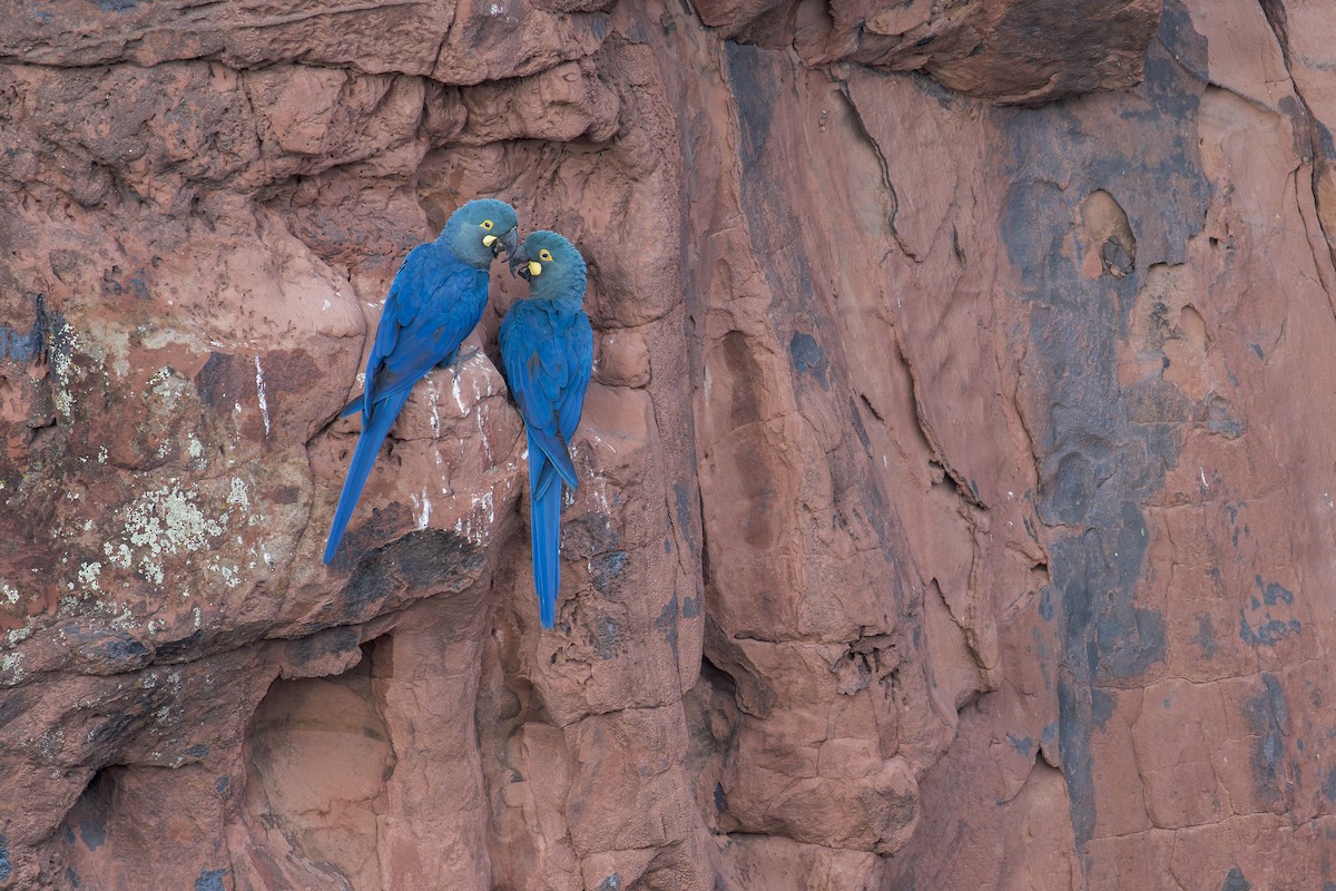 indigoara - ML646906581