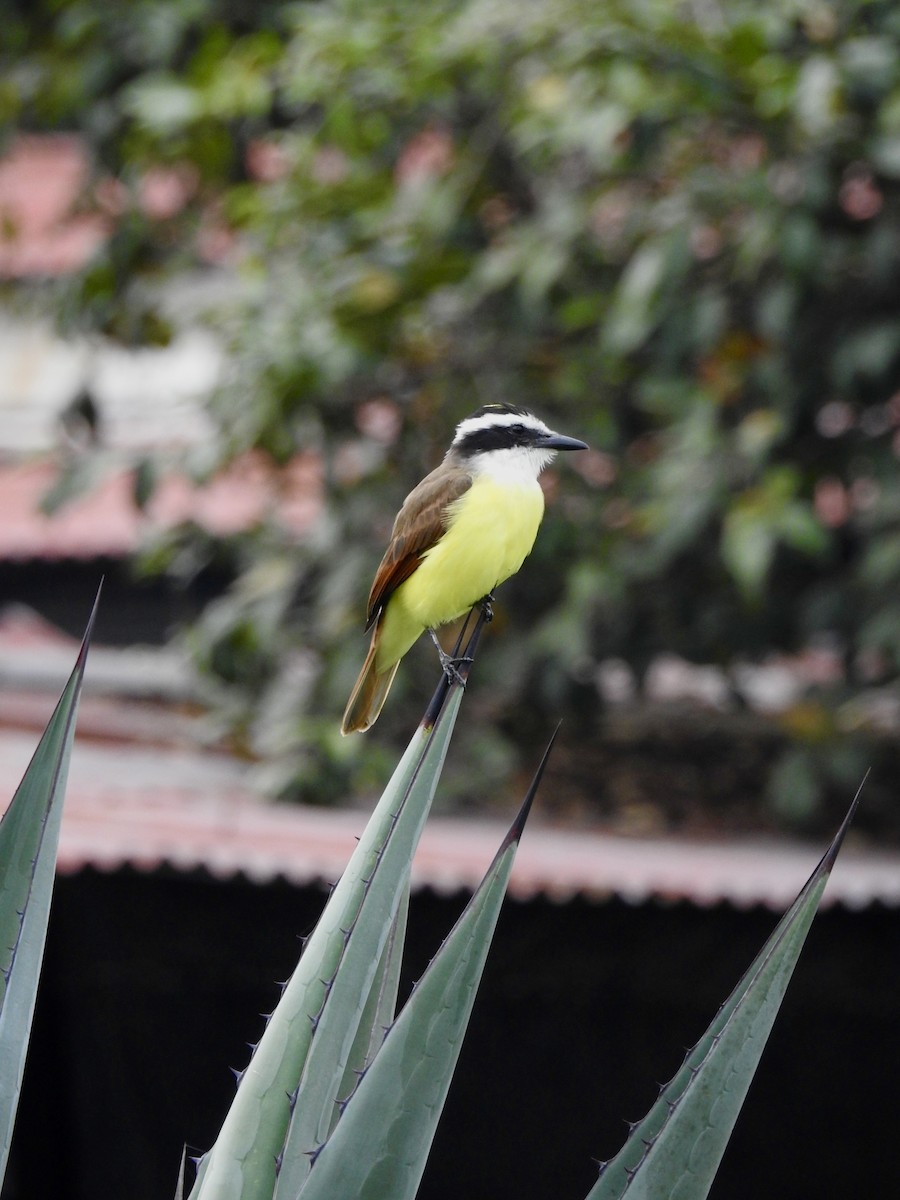 Great Kiskadee - ML646906582