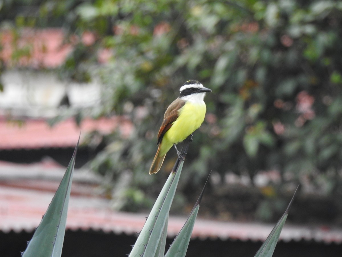 Social Flycatcher - ML646906583