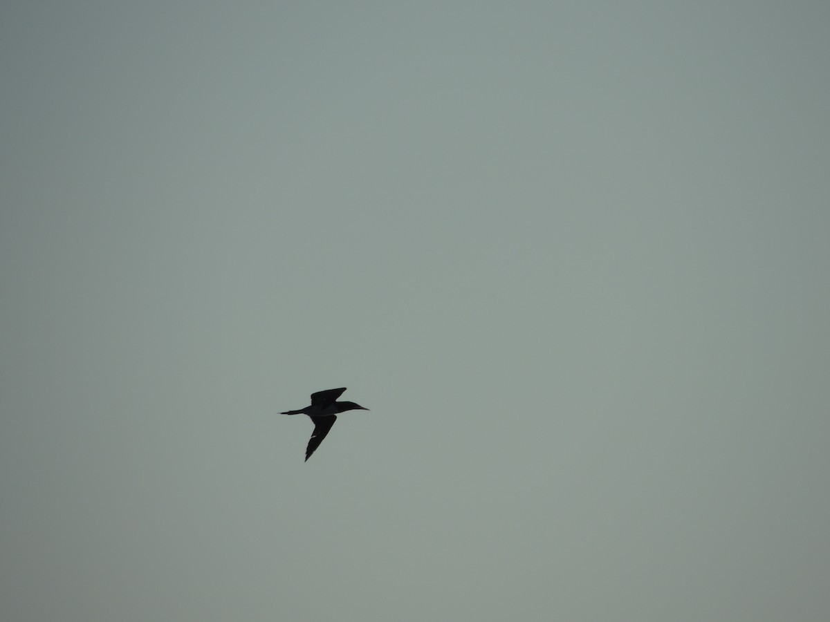 Brown Booby - ML646906584