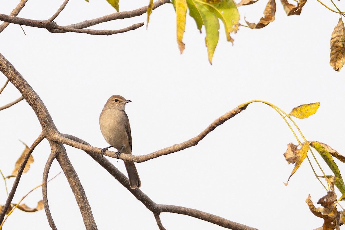 Pale Flycatcher - ML646906585