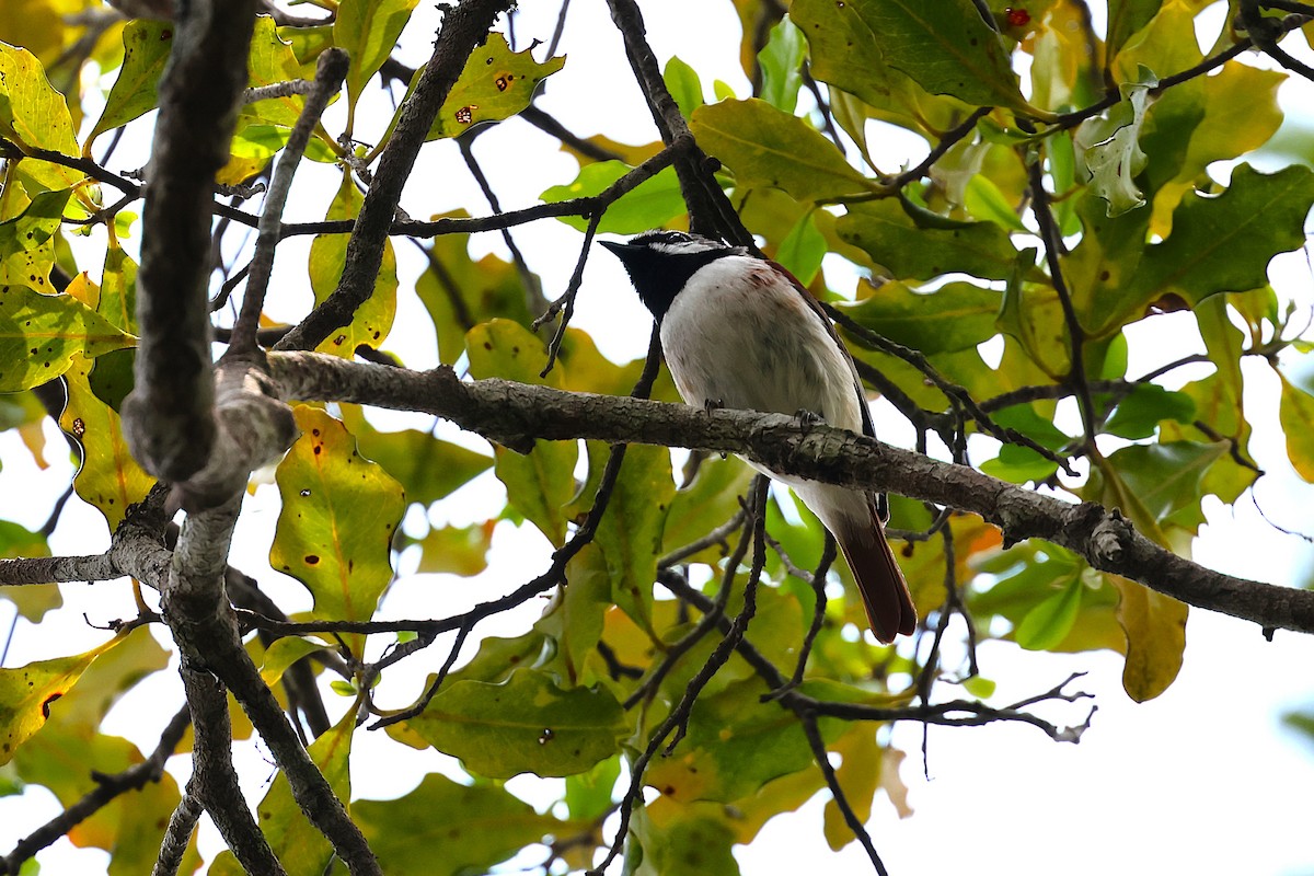 Red-tailed Vanga - ML646906589